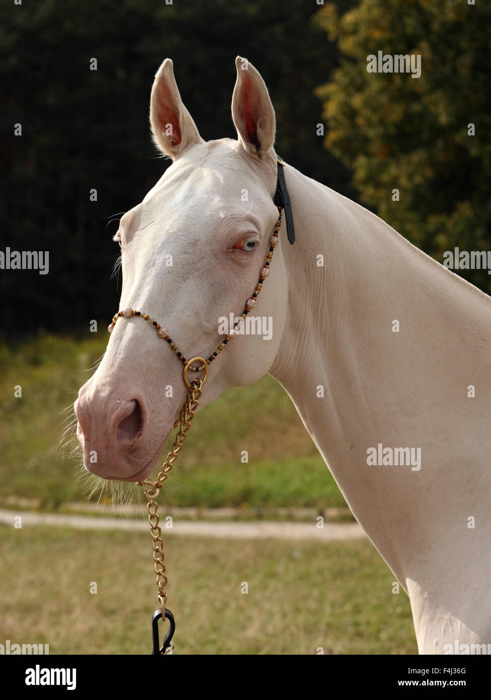 Blue-eyed Cremello akhal-teke cavallo Foto Stock
