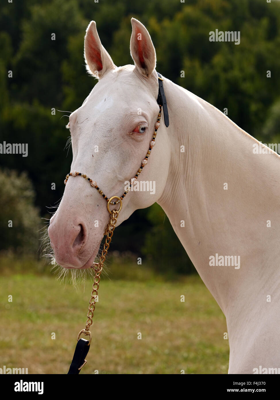 Blue-eyed Cremello akhal-teke cavallo Foto Stock