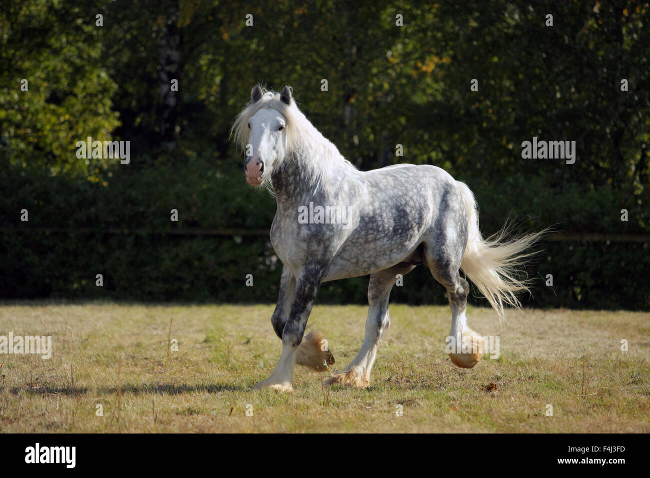 Shire progetto stallone di cavalli al galoppo in corral Foto Stock