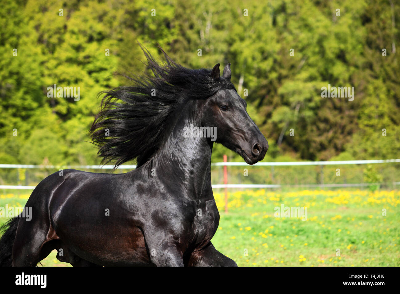 Il frisone cavallo nero con lunga criniera in autunno sfondo Foto Stock
