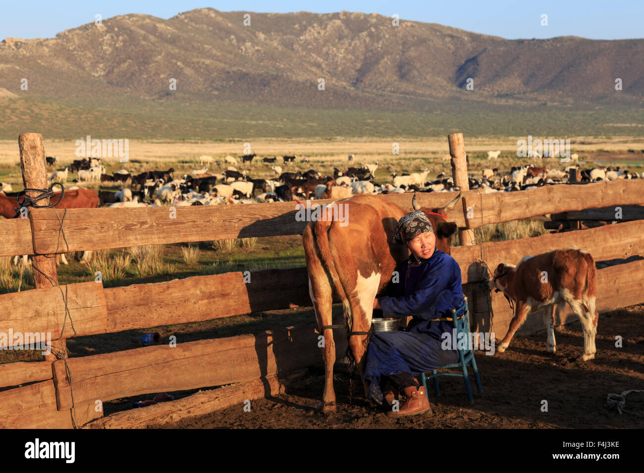 Signora seduta indossando abiti tradizionali (deel) tipi di latte di vacca, Estate alba, campo nomadi, Gurvanbulag, Bulgan, nel nord della Mongolia Foto Stock