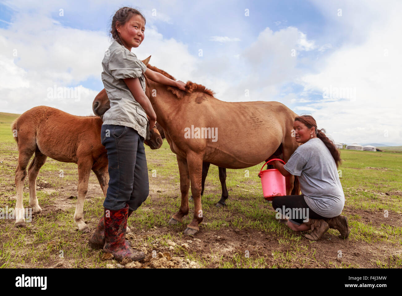 Signora latti mare (cavallo), figlia detiene il puledro, Estate campo nomadi, Khujirt, Uvurkhangai (Ovorkhangai), Mongolia centrale Foto Stock