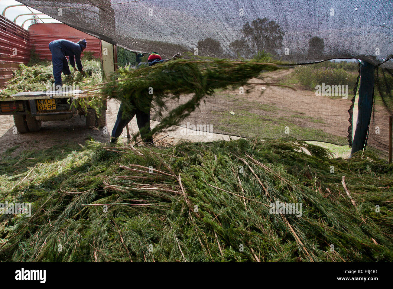 Gli agricoltori raccolto e procedimento di olio di albero del tè per la vendita a fini di esportazione di una salute e bellezza prodotto, Kenya, Africa orientale, Africa Foto Stock