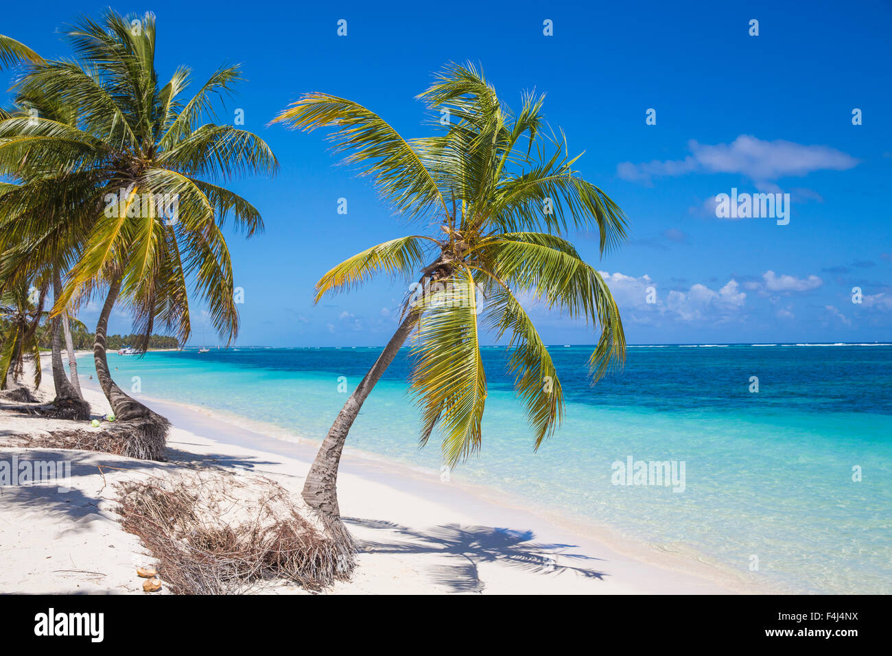 Playa Cabeza de Toro, Punta Cana, Repubblica Dominicana, West Indies, dei Caraibi e America centrale Foto Stock