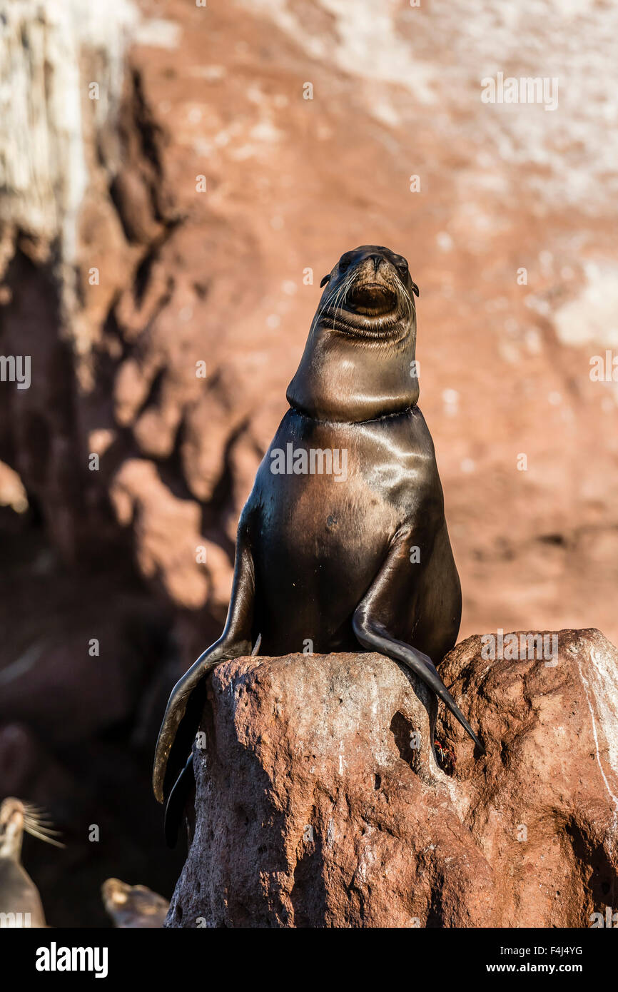 Il leone marino della California (Zalophus californianus) con rete monofilamento intorno al suo collo su Los Islotes, Baja California Sur, Messico Foto Stock