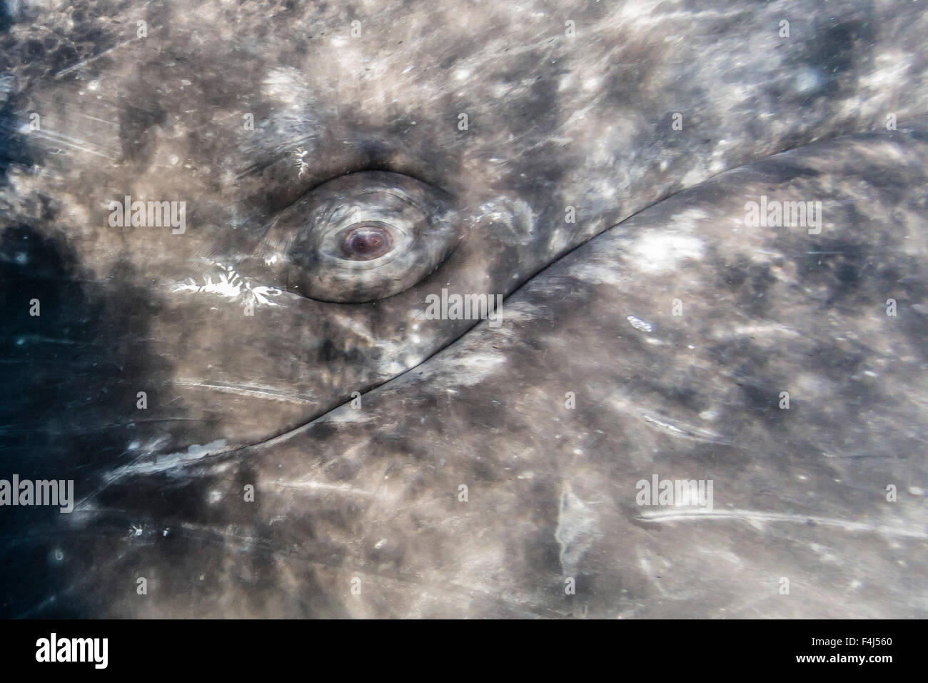 Close-up di occhio di un California balena grigia sott'acqua in San Ignacio Laguna, Baja California Sur, Messico Foto Stock