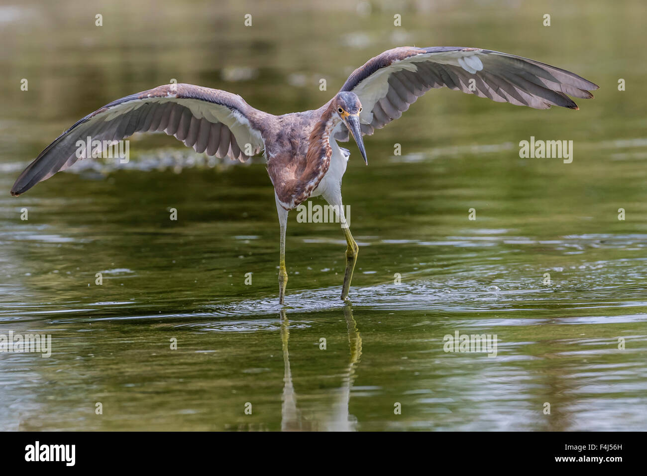 Un adulto tricolore heron (Egretta tricolore) stalking preda in un flusso, San Jose del Cabo, Baja California Sur, Messico Foto Stock