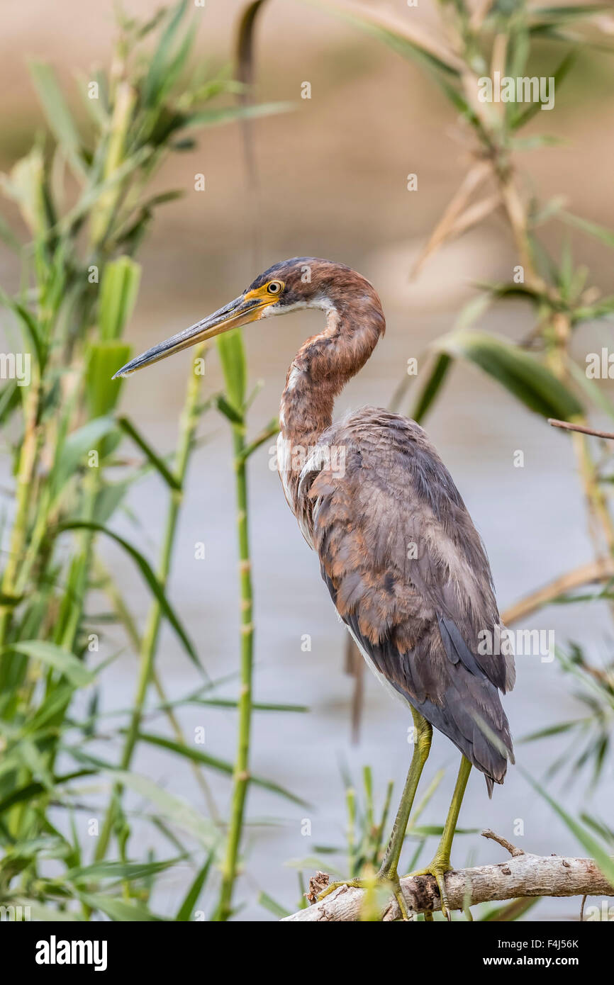 Un adulto tricolore heron (Egretta tricolore) in un flusso, San Jose del Cabo, Baja California Sur, Messico, America del Nord Foto Stock