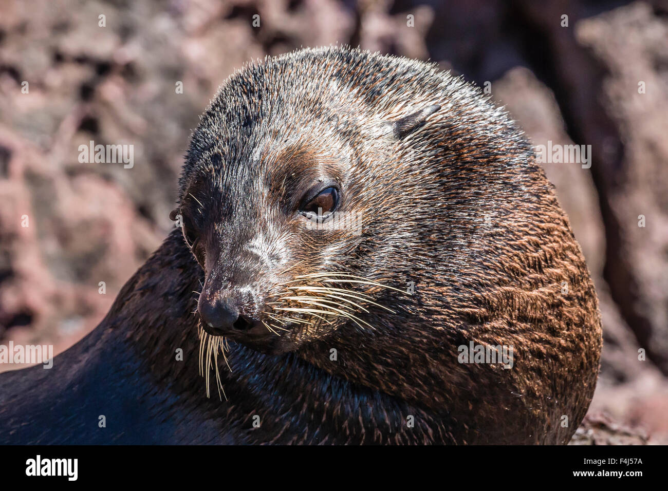 Maschio adulto Guadalupe pelliccia sigillo (Arctocephalus townsendi) tirato fuori su Isla San Pedro Martir, Baja California, Messico Foto Stock