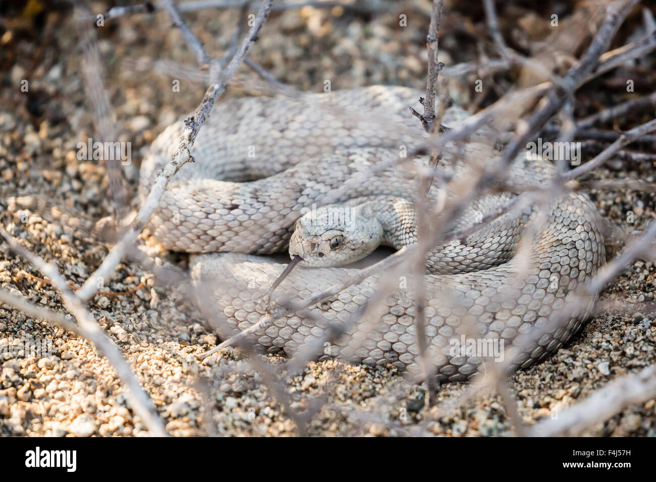 Cenere morph colorato dell'endemica rattleless rattlesnake, Isla Santa Catalina, Baja California Sur, Messico Foto Stock