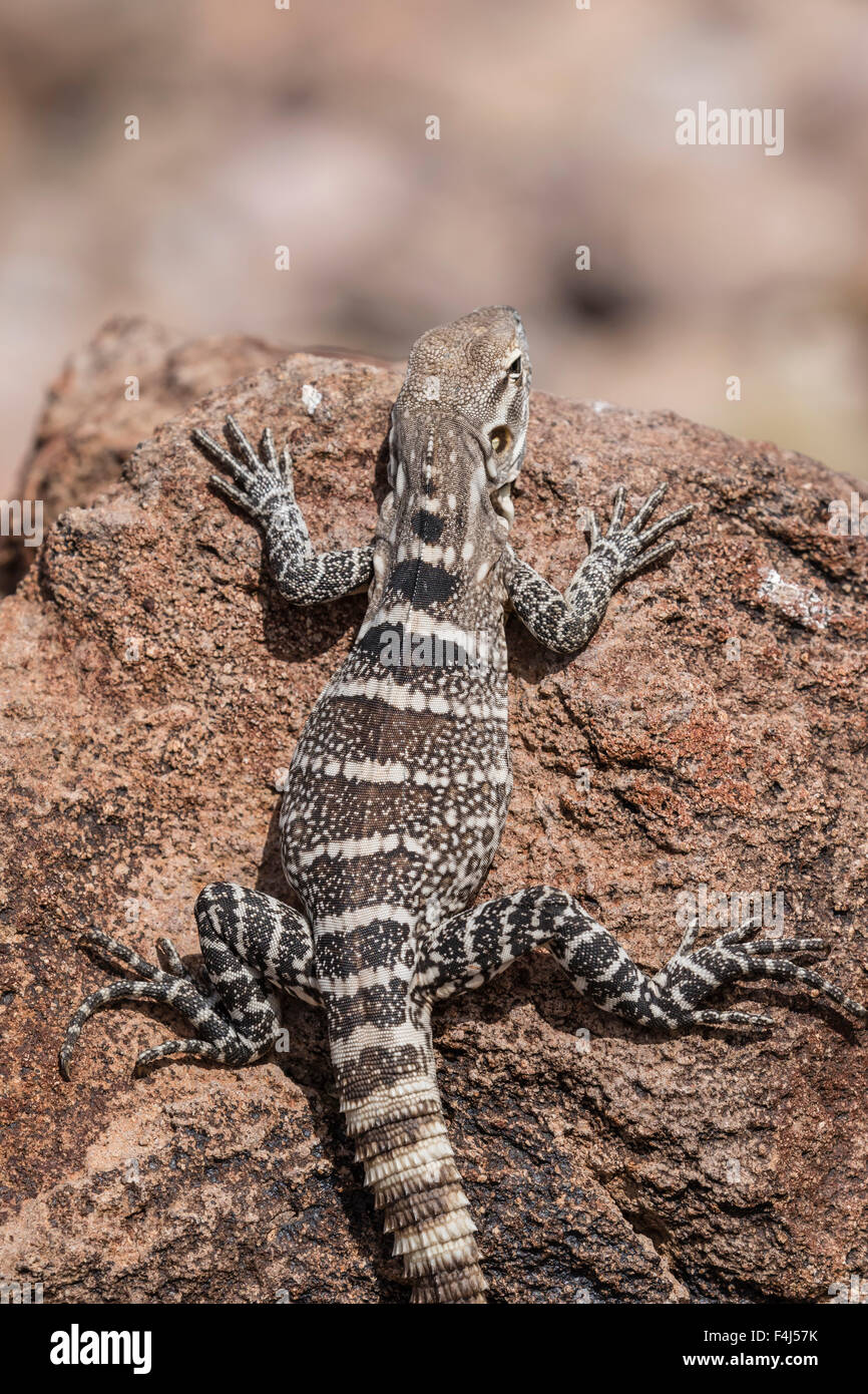 Un bambino spinoso-tailed iguana (Ctenosaura conspicuosa), Isla San Esteban, Baja California, Messico, America del Nord Foto Stock