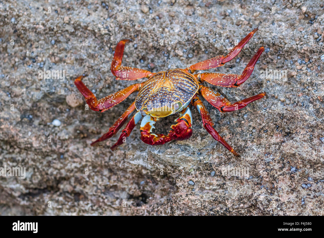 Adulto Sally Lightfoot crab (Grapsus grapsus) a bassa marea sulla punta del Colorado, Isla San Jose, Baja California Sur, Messico Foto Stock