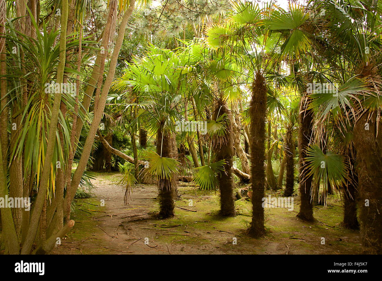 Palme e giardini botanici di Chateau de Vauville, del Cotentin, in Normandia, Francia, Europa Foto Stock
