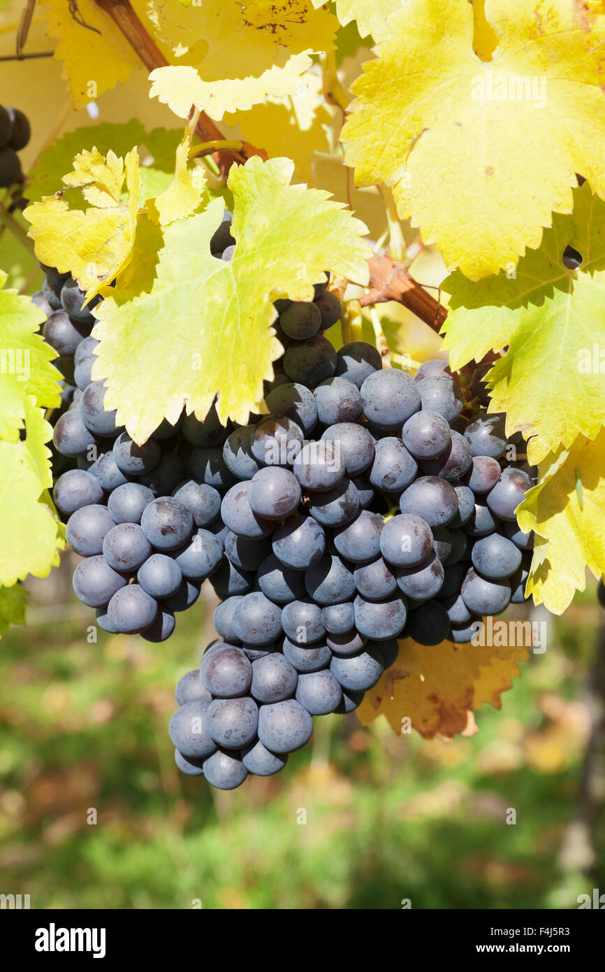Vigneti con vino rosso uva in autunno, Uhlbach, Baden-Württemberg, Germania, Europa Foto Stock