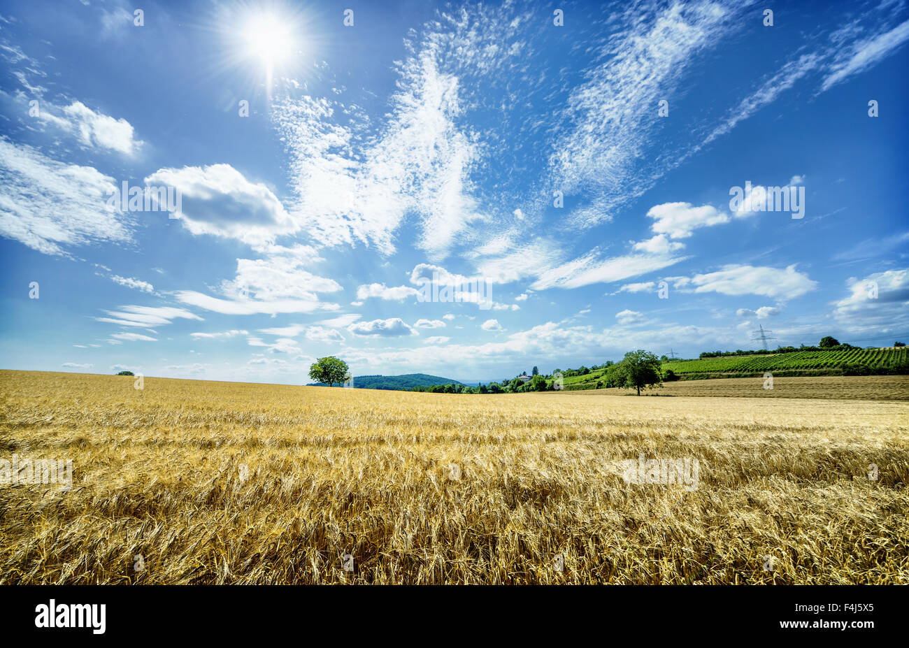Campi dorati in Baden-Württemberg, Germania, Europa Foto Stock