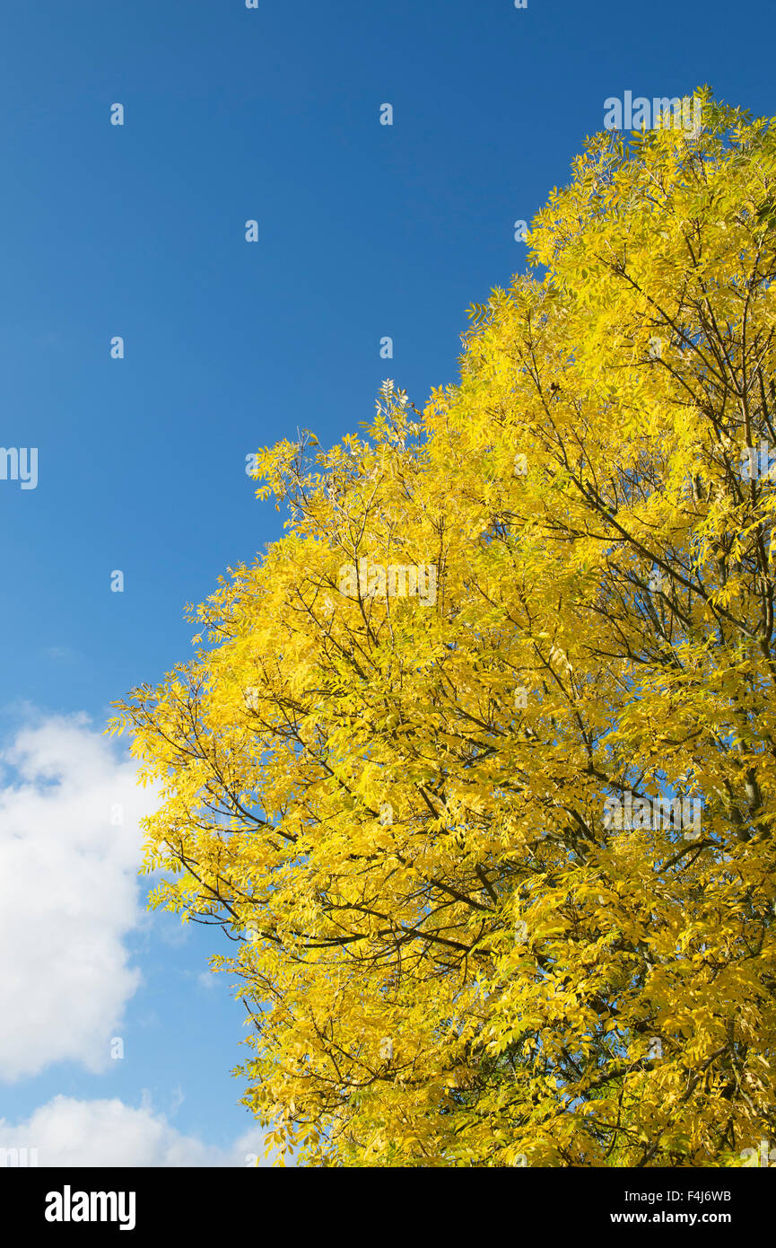 Fraxinus excelsior. Il frassino in autunno contro un cielo blu in Scozia Foto Stock