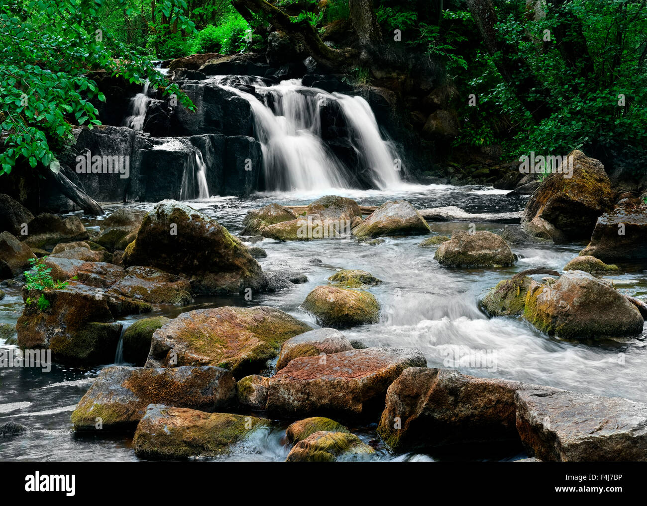 Cascata in una foresta Foto Stock