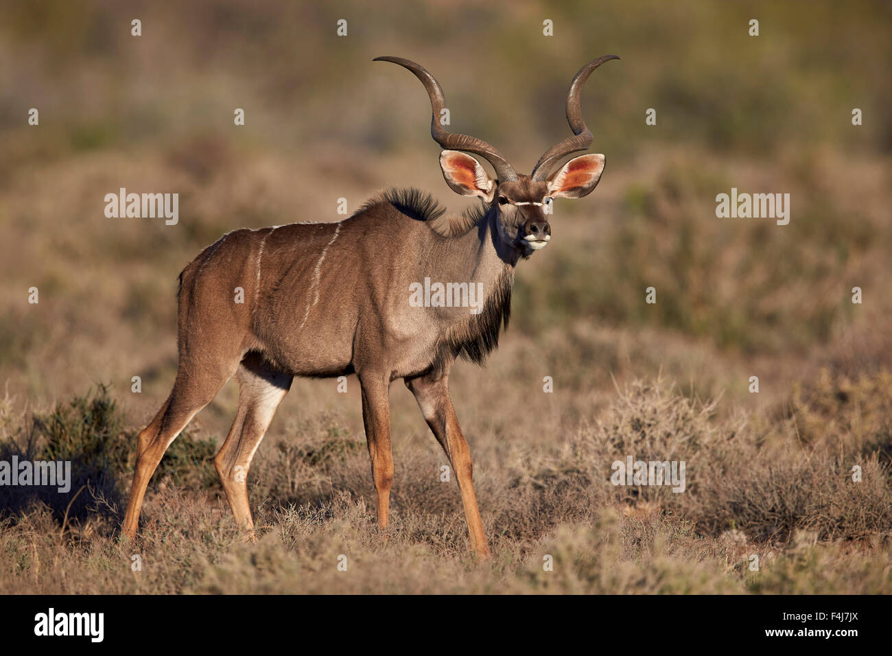 Kudu maggiore (Tragelaphus strepsiceros) buck, Karoo National Park, Sud Africa e Africa Foto Stock