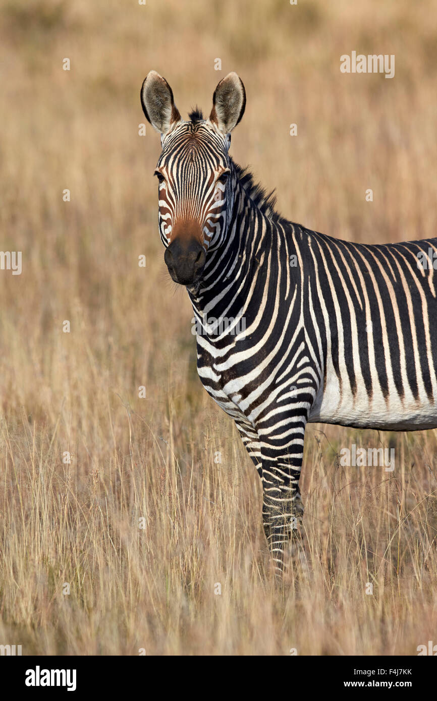 Cape mountain zebra (Equus zebra zebra), Mountain Zebra National Park, Sud Africa e Africa Foto Stock