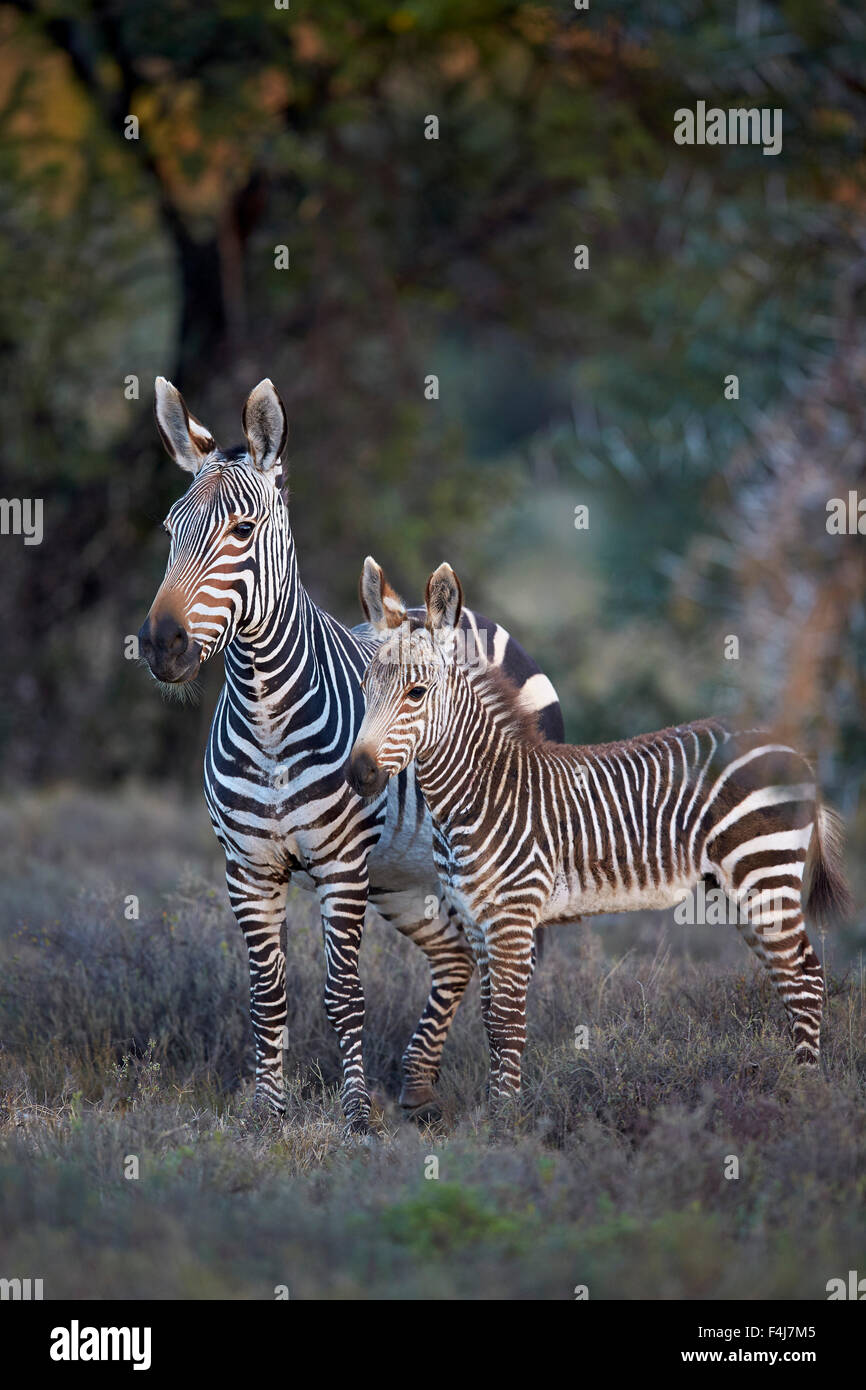 Cape mountain zebra (Equus zebra zebra) mare e puledro, Mountain Zebra National Park, Sud Africa e Africa Foto Stock