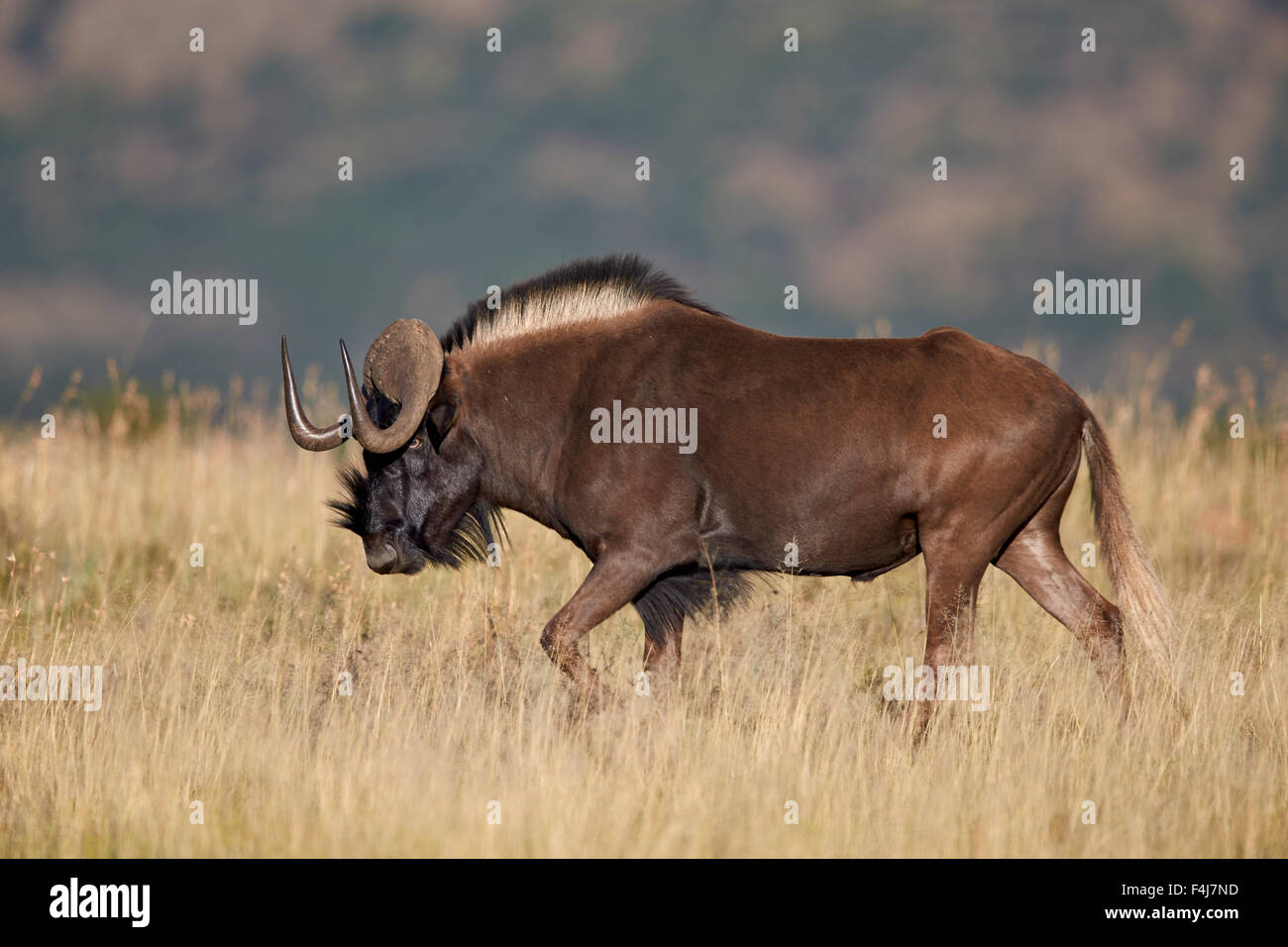 Nero GNU (bianco-tailed gnu) (Connochaetes gnou), Mountain Zebra National Park, Sud Africa e Africa Foto Stock
