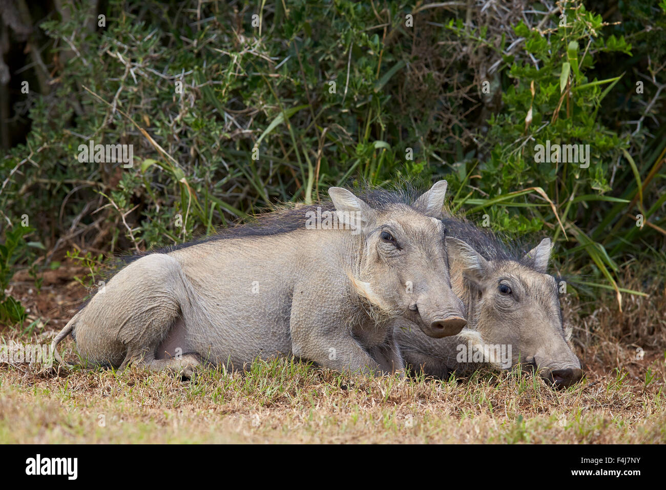 Warthog (Phacochoerus aethiopicus) suinetti, Addo Elephant National Park, Sud Africa e Africa Foto Stock