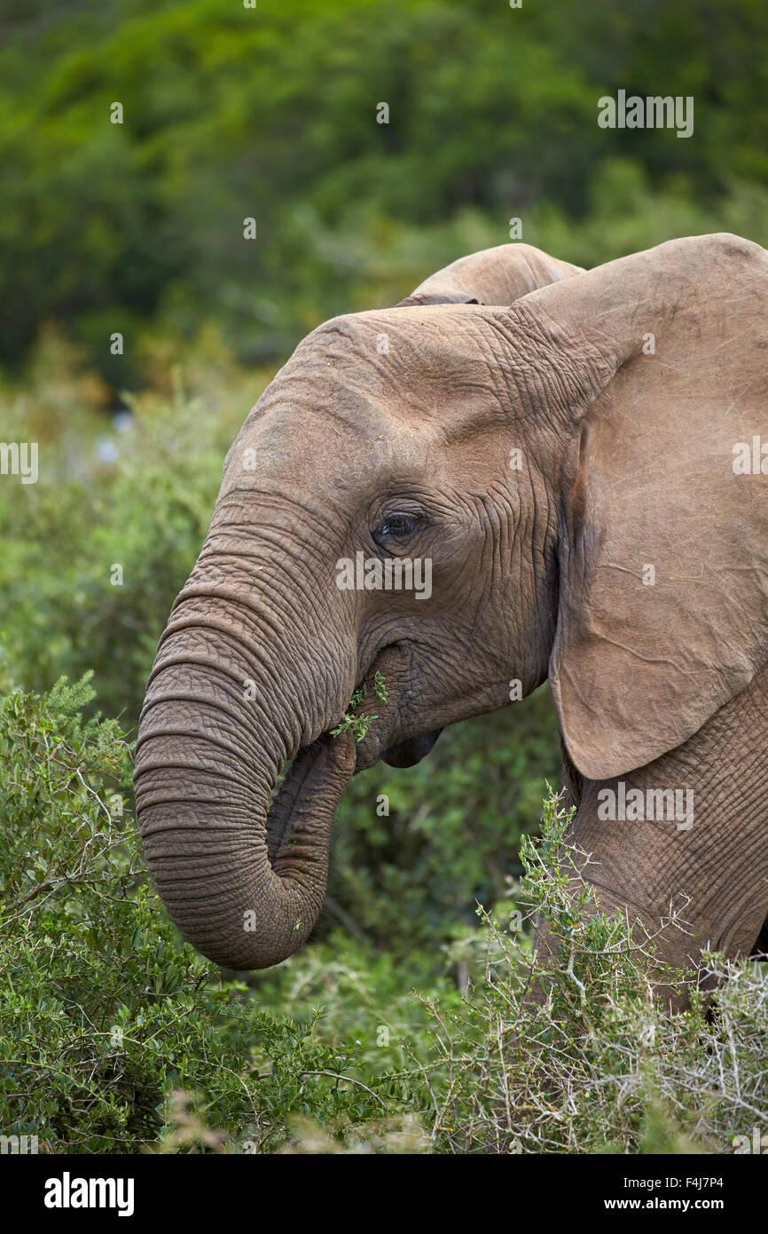 Elefante africano (Loxodonta africana) mangiare, Addo Elephant National Park, Sud Africa e Africa Foto Stock