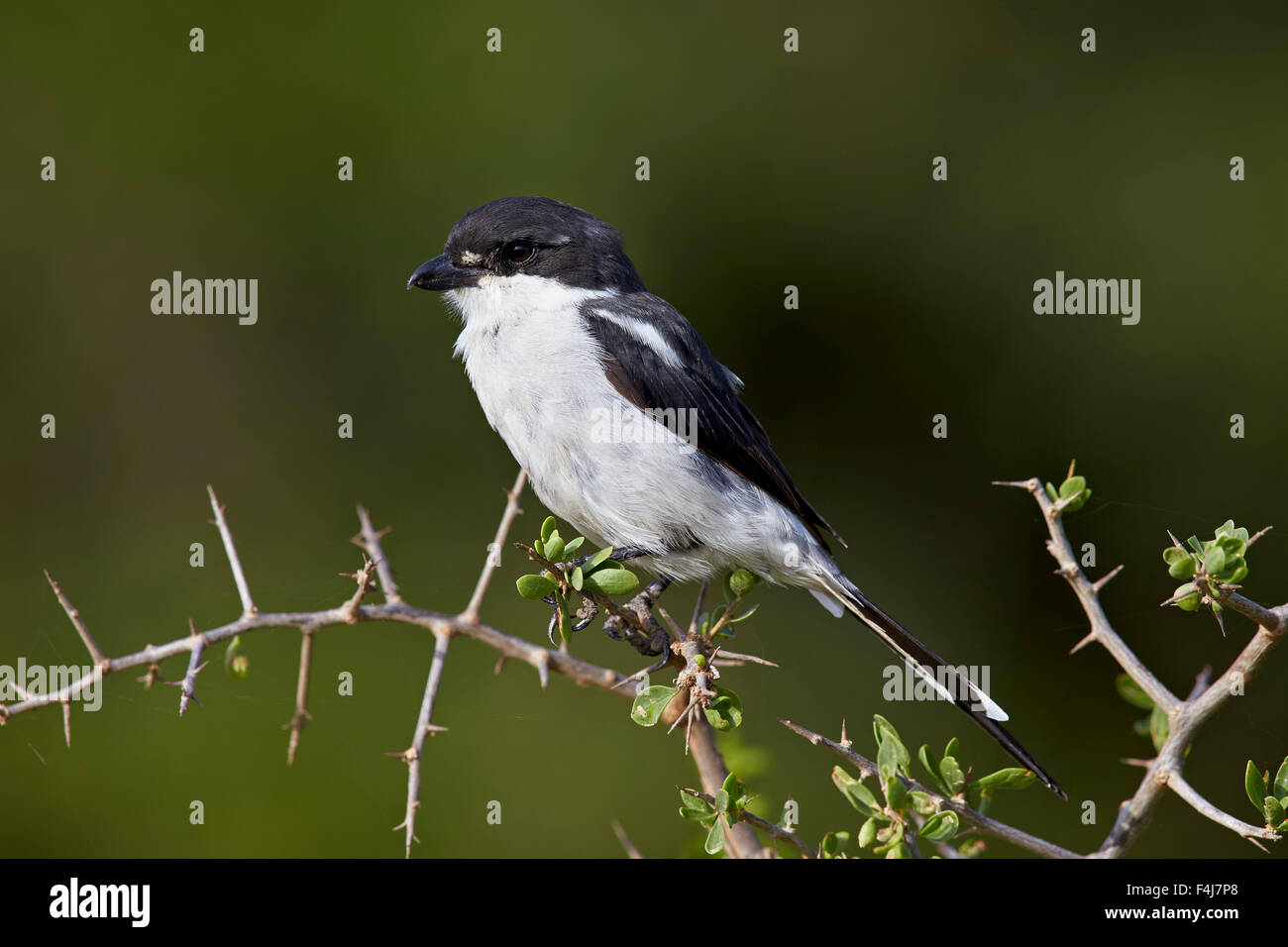 Shrike fiscale (politica fiscale) (Lanius collaris), Addo Elephant National Park, Sud Africa e Africa Foto Stock