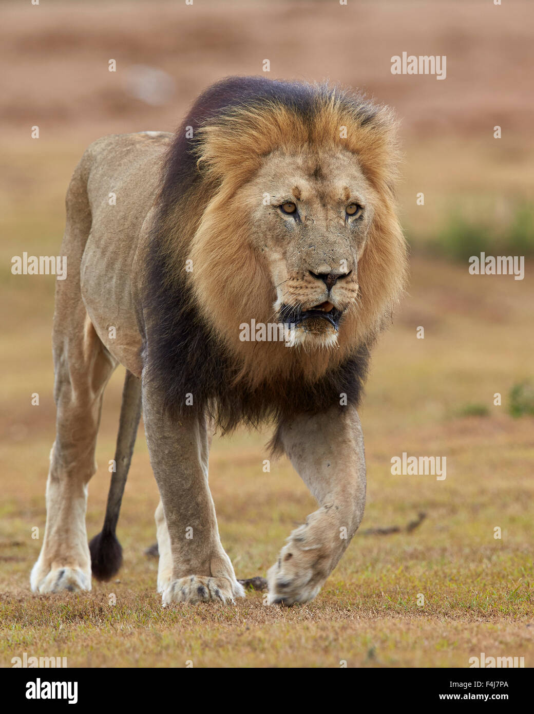 Lion (Panthera leo), Addo Elephant National Park, Sud Africa e Africa Foto Stock