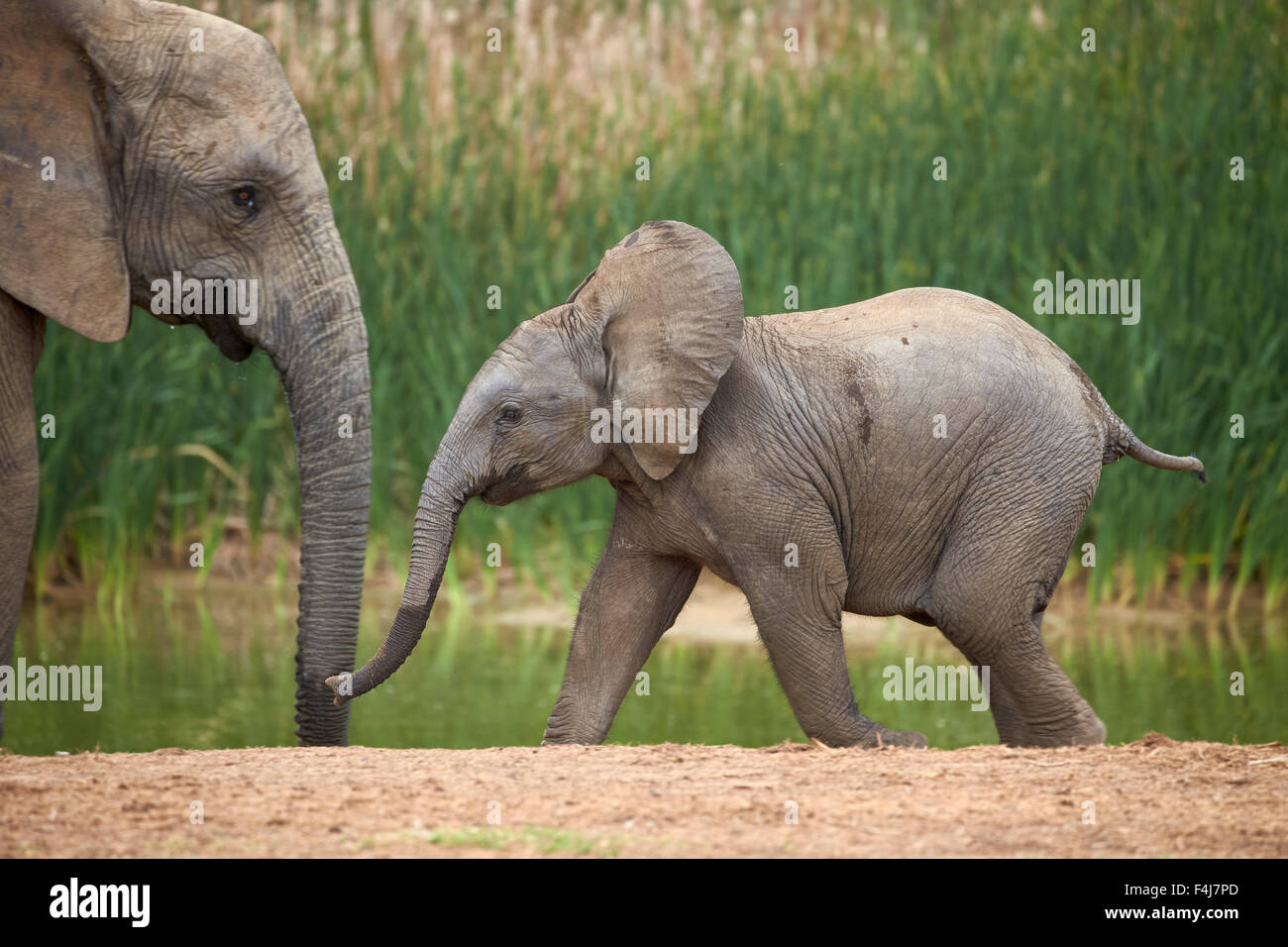 I giovani dell' elefante africano (Loxodonta africana), Addo Elephant National Park, Sud Africa e Africa Foto Stock