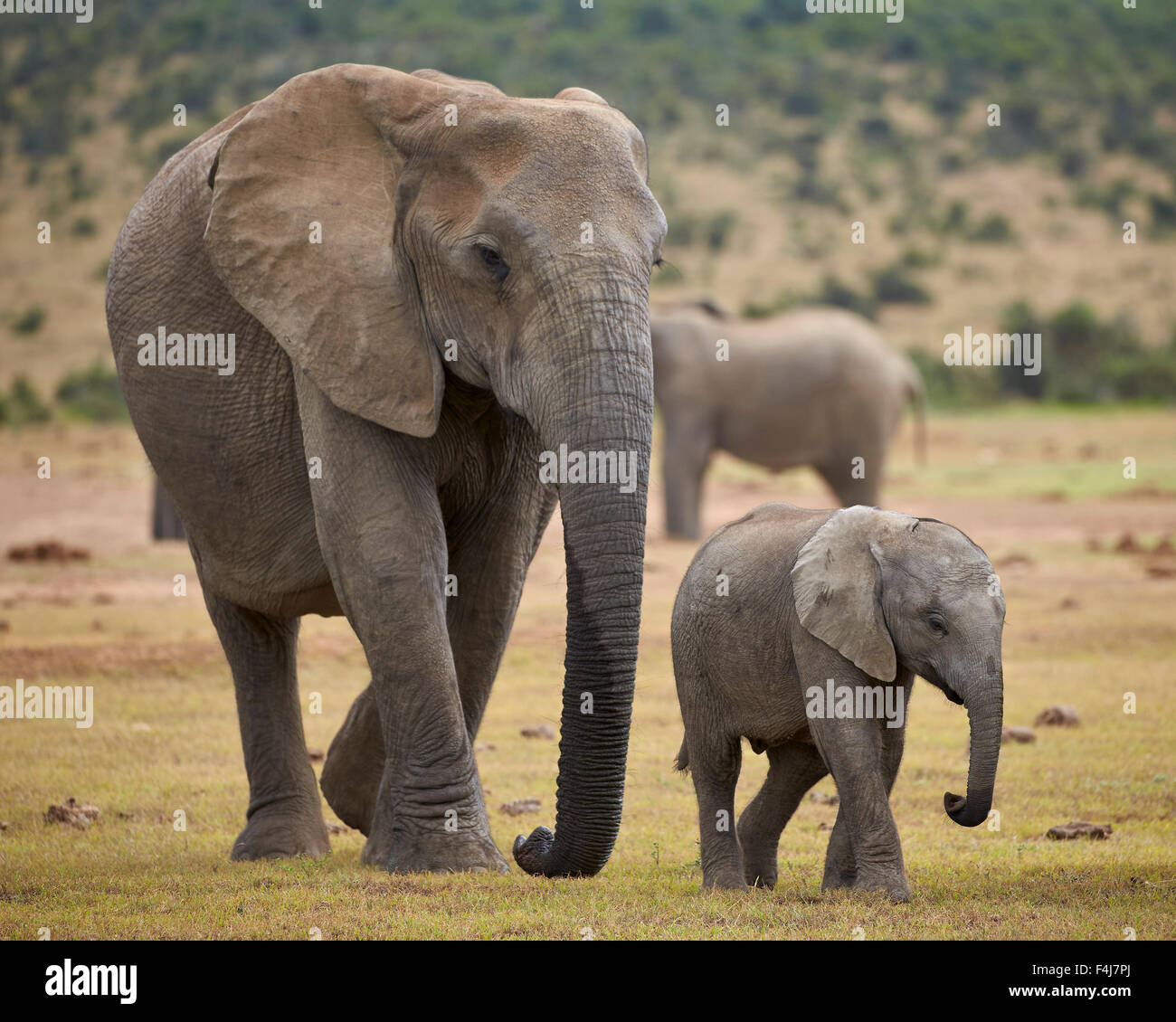 Elefante africano (Loxodonta africana) adulto e bambino, Addo Elephant National Park, Sud Africa e Africa Foto Stock