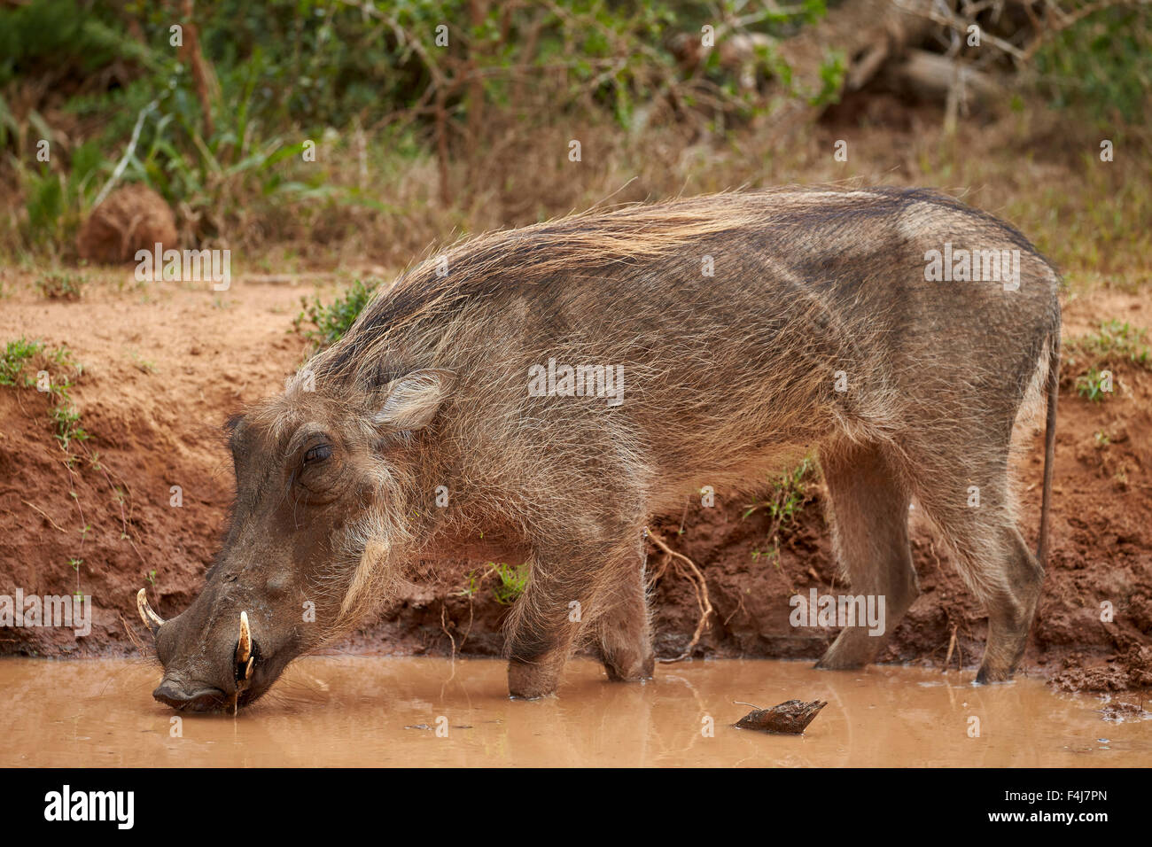 Warthog (Phacochoerus aethiopicus) bere, Addo Elephant National Park, Sud Africa e Africa Foto Stock