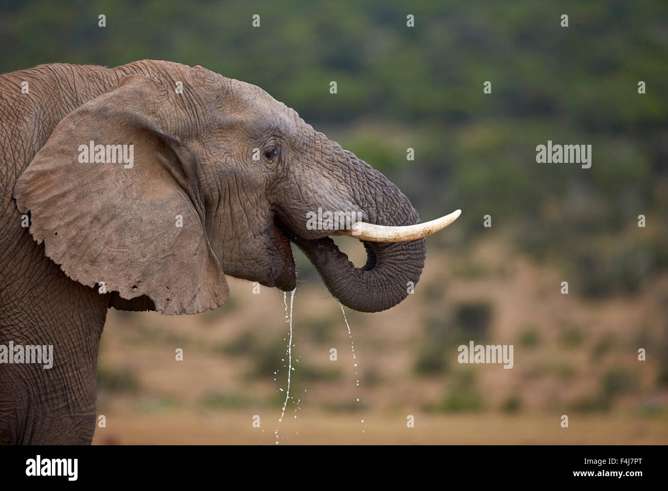 Elefante africano (Loxodonta africana) bere, Addo Elephant National Park, Sud Africa e Africa Foto Stock