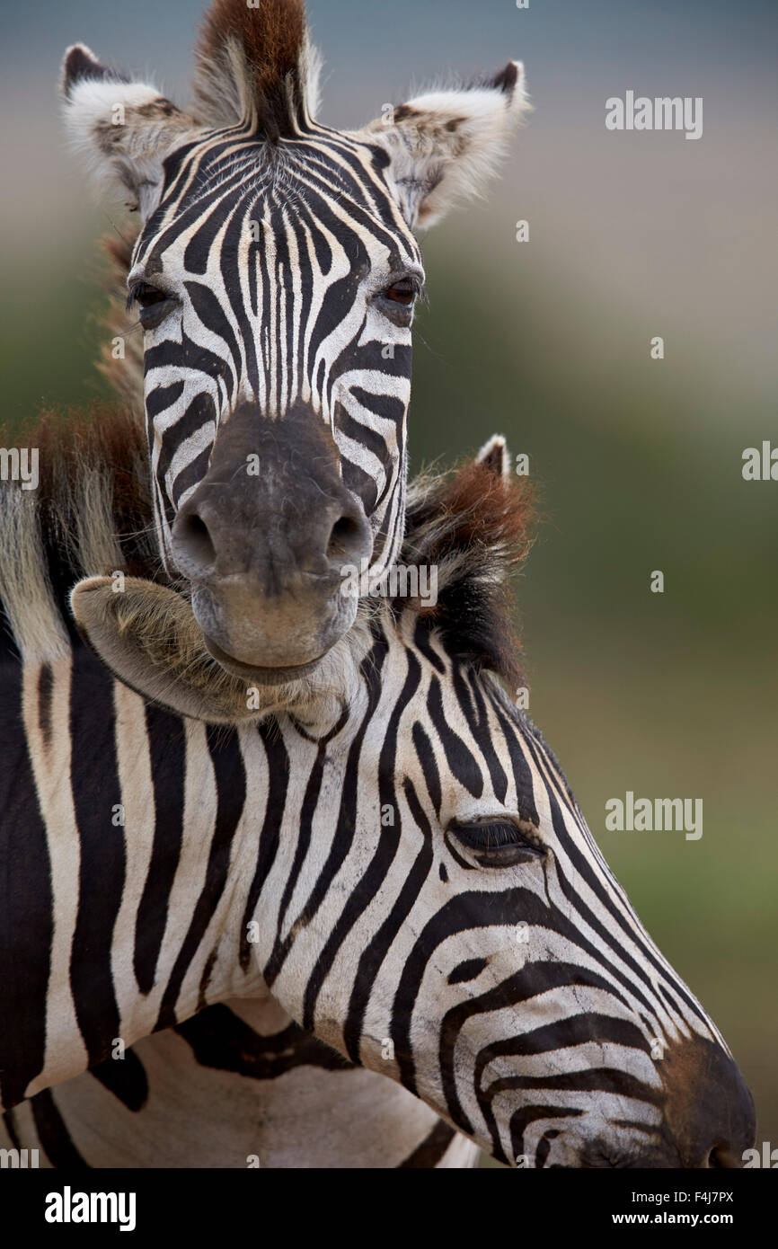 Zebra comune (pianure Zebra) (Burchell's Zebra) (Equus burchelli), Addo Elephant National Park, Sud Africa e Africa Foto Stock