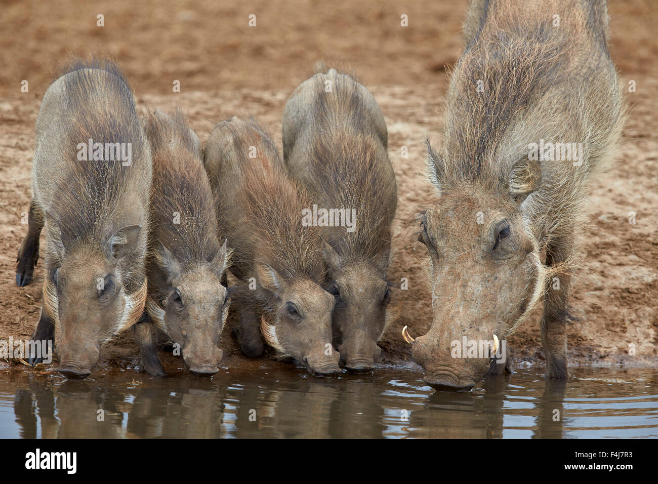 Warthog (Phacochoerus aethiopicus) adulto e i suinetti di bere, Addo Elephant National Park, Sud Africa e Africa Foto Stock