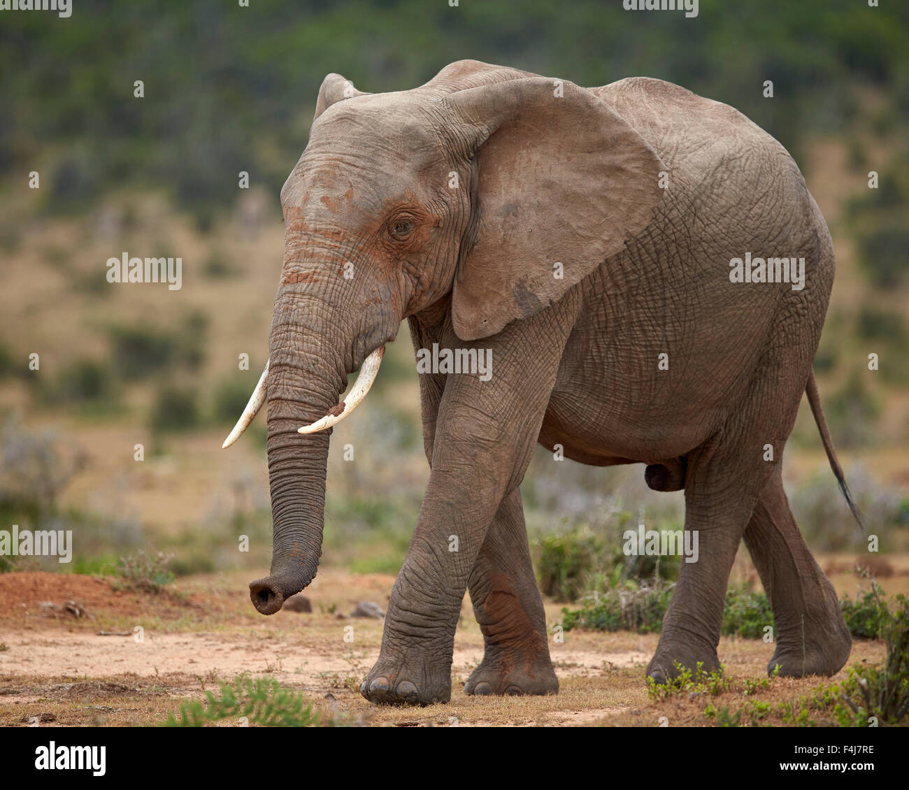 Elefante africano (Loxodonta africana), Addo Elephant National Park, Sud Africa e Africa Foto Stock