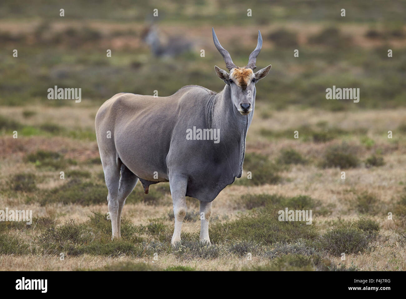 Eland comune (Taurotragus oryx) maschio, Addo Elephant National Park, Sud Africa e Africa Foto Stock