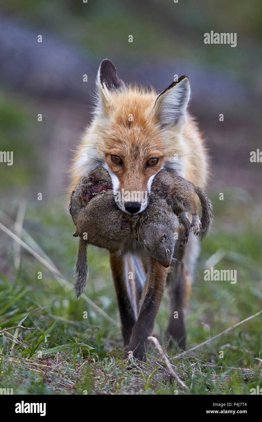 Red Fox (Vulpes vulpes) (Vulpes vulpes fulva) portante Uinta terra preda di scoiattolo, il Parco Nazionale di Yellowstone, Wyoming USA Foto Stock