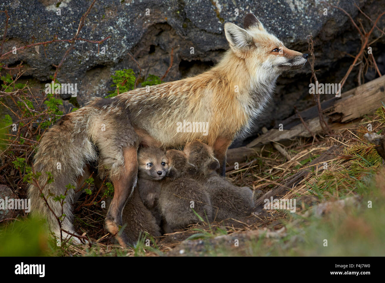 Red Fox (Vulpes vulpes) (Vulpes vulpes fulva) vixen allattava il kit, il Parco Nazionale di Yellowstone, Wyoming, Stati Uniti d'America Foto Stock