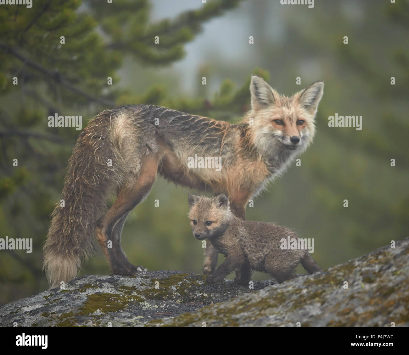 Red Fox (Vulpes vulpes) (Vulpes vulpes fulva) vixen e kit nella nebbia, il Parco Nazionale di Yellowstone, Wyoming, Stati Uniti d'America Foto Stock