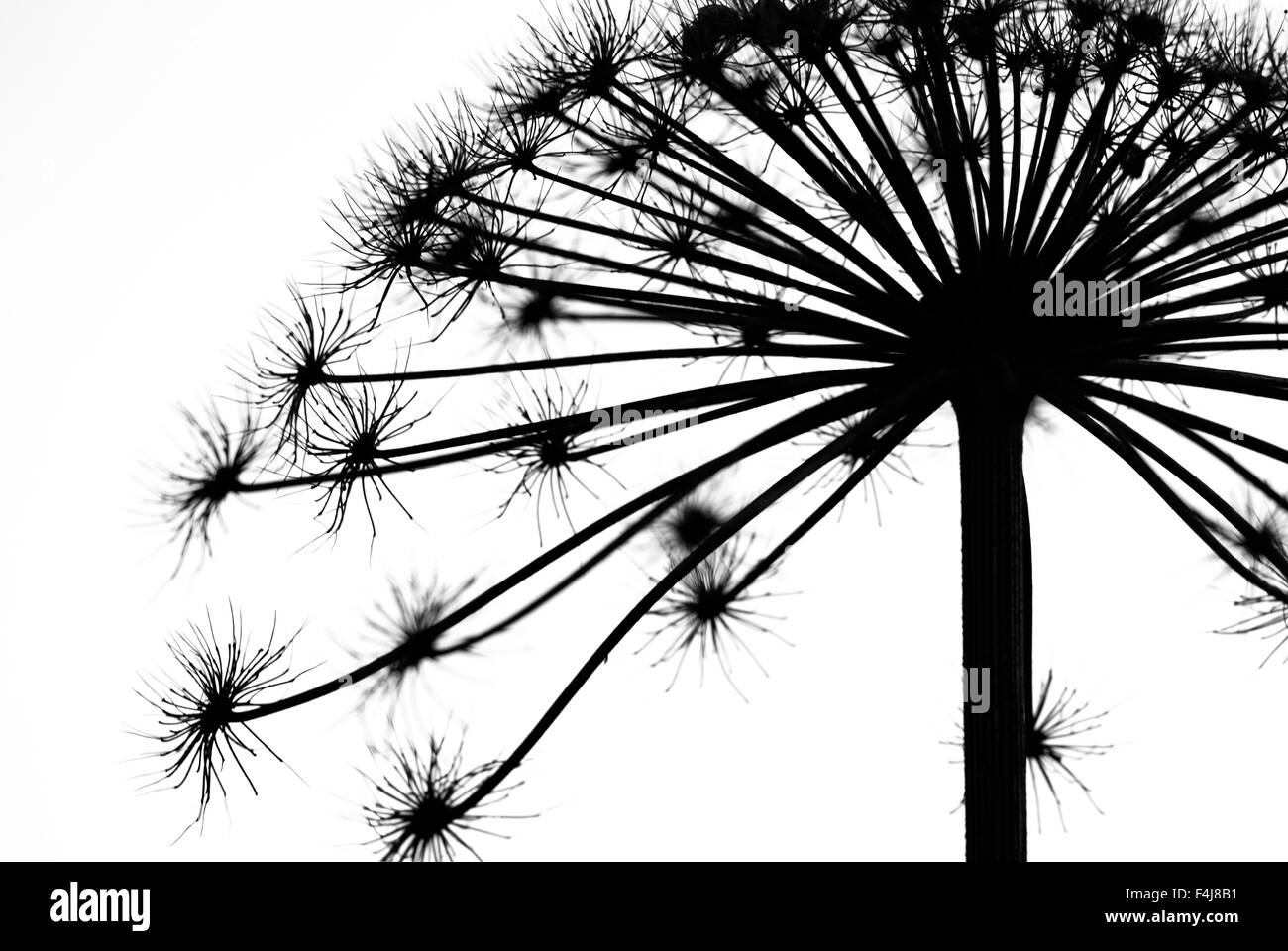 Fiori appassiti Foto Stock