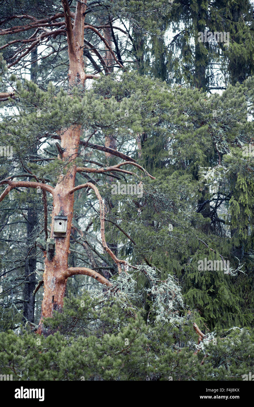 Una foresta di pini, Svezia. Foto Stock