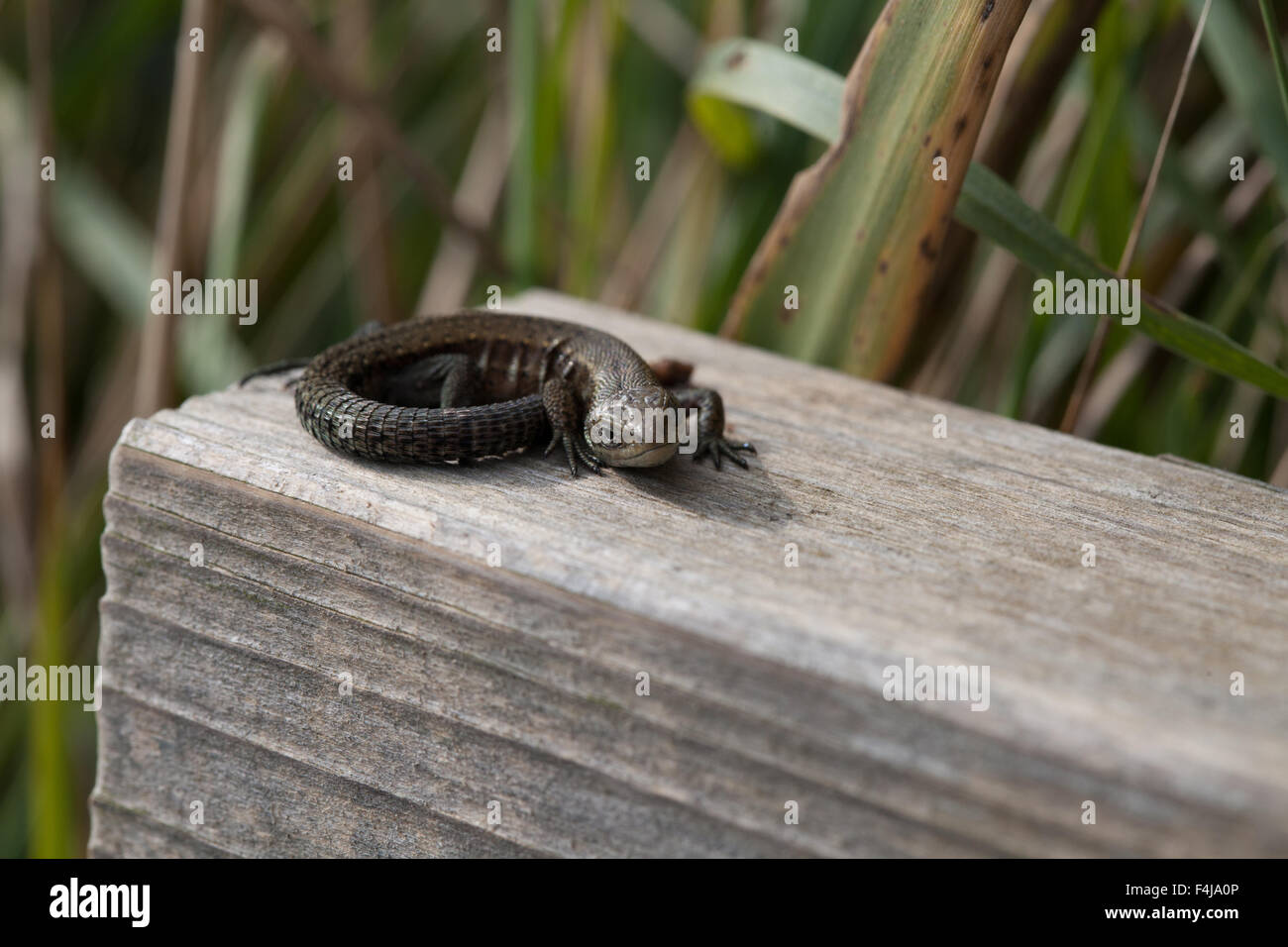 Piccola lucertola in appoggio sul montante in legno Foto Stock