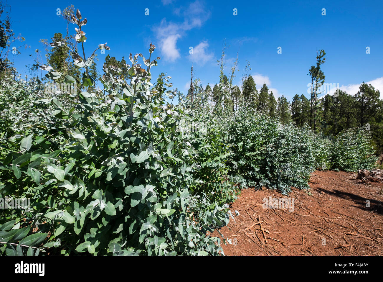 Eucalyptus globulus, Tasmanian blue gum, alberi in un vivaio in la Esperanza area forestale di Tenerife, Isole Canarie, Spagna. Foto Stock