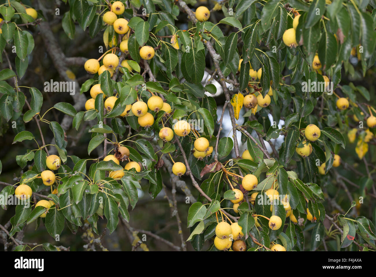 Wild Pera, frutta, Wilde Birne, Frucht, Früchte, Birnen, Wildbirne, Wilder Birnbaum, Holzbirne, Holz-Birne, Pyrus pyraster Foto Stock