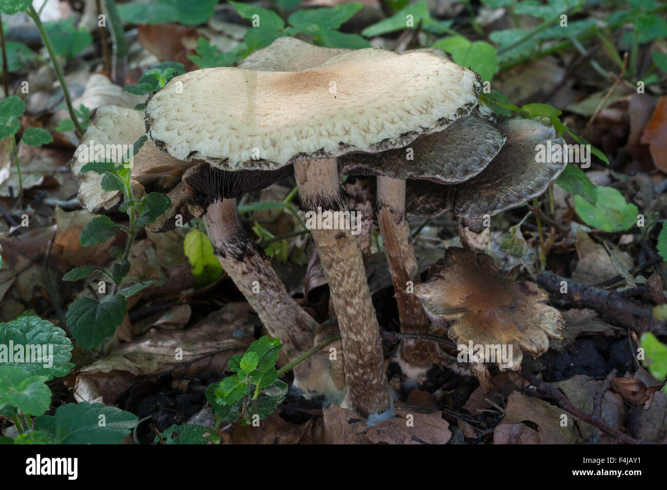 Piange la vedova Tränender Saumpilz, Tränender Faserling, Lacrymaria lacrymabunda, Psathyrella lacrymabunda Foto Stock