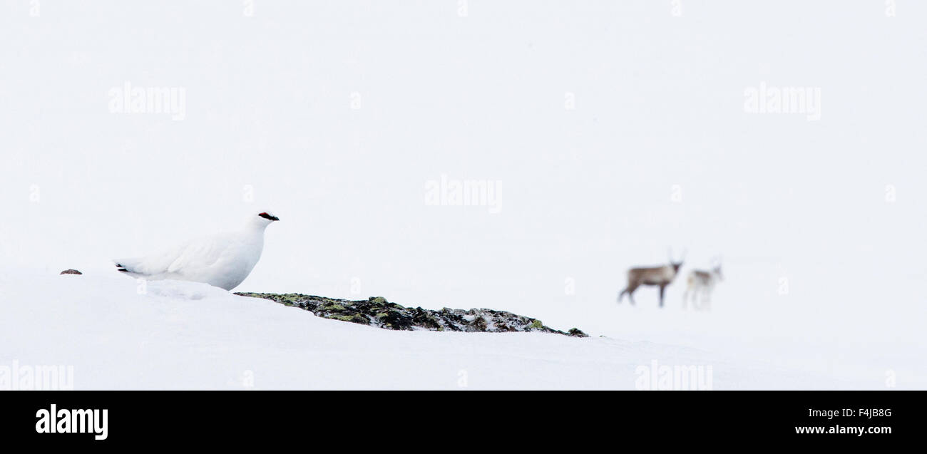 Pernice bianca (Lagopus mutus) nella neve con due renne (Rangifer tarandus) Utsjoki, Finlandia, Aprile Foto Stock