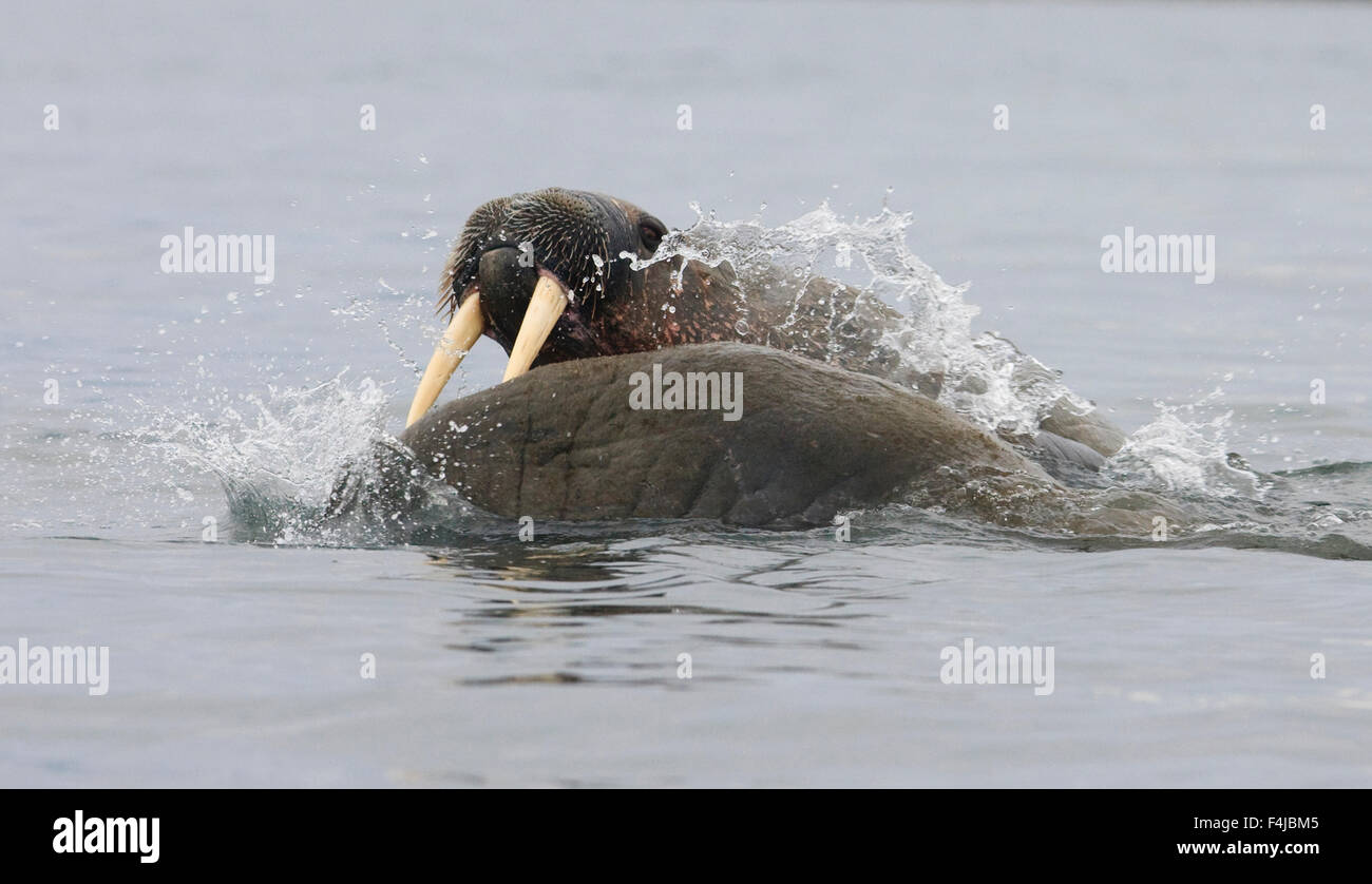 Due trichechi (Odobenus rosmarus) in acqua combattimenti, Richardlagunen, Forlandet National Park, Prins Karls Forlí e Isole Svalbard, Foto Stock