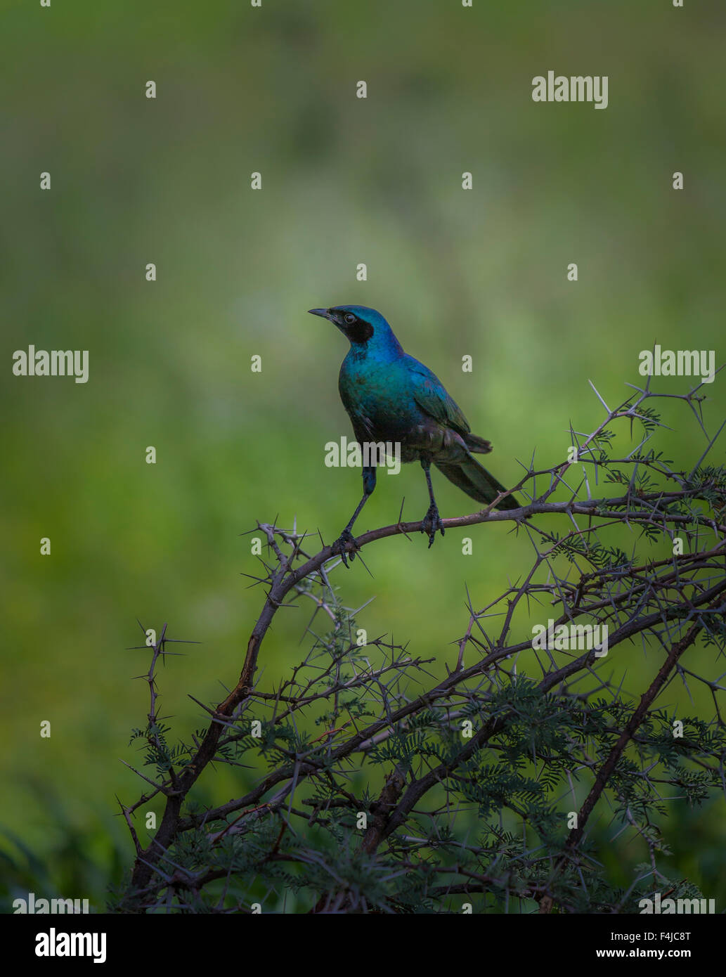 Cape Glossy Starling, il Parco Nazionale di Etosha, Namibia, Africa Foto Stock