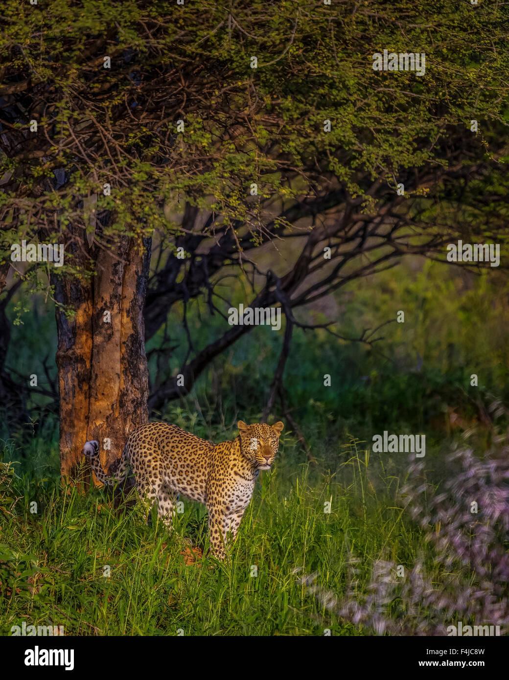 Leopard da un albero in Etosha National Park, Namibia, Africa Foto Stock